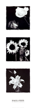 Buy Black and White at AllPosters.com