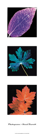 Photograms