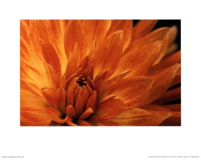 Buy Untitled at AllPosters.com