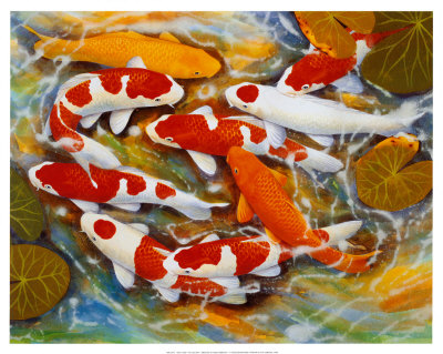 Koi