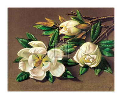 Magnolias