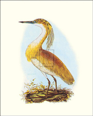 Squated Heron