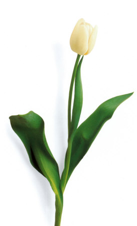 Buy White Tulip at AllPosters.com