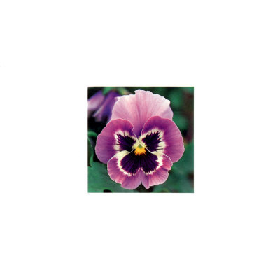 Buy Pansy at AllPosters.com