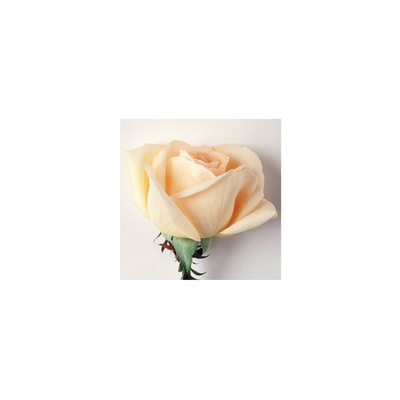 Buy Pale Rose at AllPosters.com