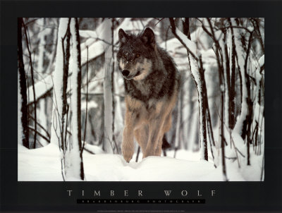 Buy Timber Wolf at AllPosters.com