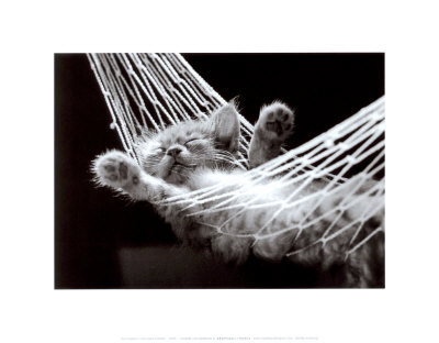 Cat Nap II