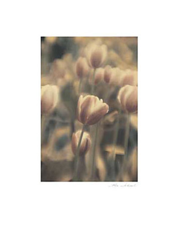 Buy Tinted Tulips I at AllPosters.com
