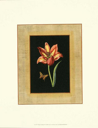 Tulip in Frame II