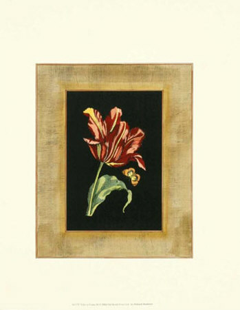 Tulip in Frame IV