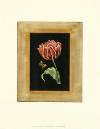 Tulip in Frame I