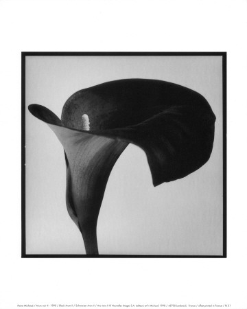 Black Arum II
