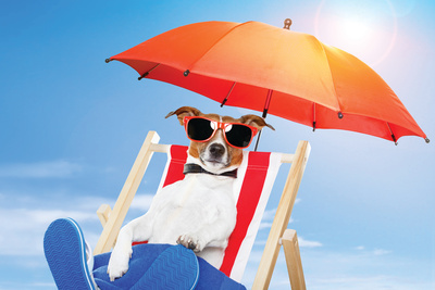brown and white terrier in red-and-white striped beach chair, with red-framed sunglasses, blue beach towel, and blue flipflops is listening to a music player. He is protected from the sun by an orange umbrella.