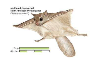 North American Southern Flying Squirrel (Glaucomys Volans)