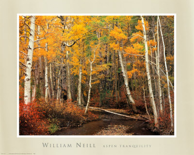 Buy Aspen Tranquility at AllPosters.com