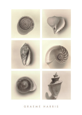 Buy Shell Composition at AllPosters.com