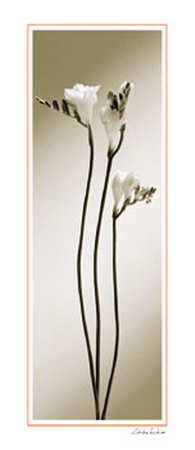 Buy Fressia at AllPosters.com