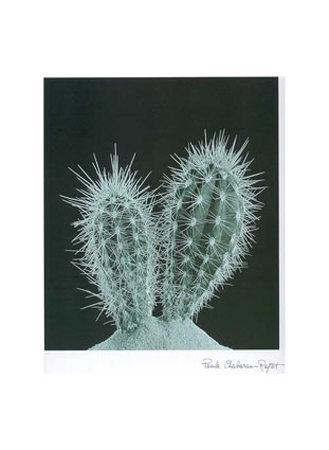 Cactus Plants I