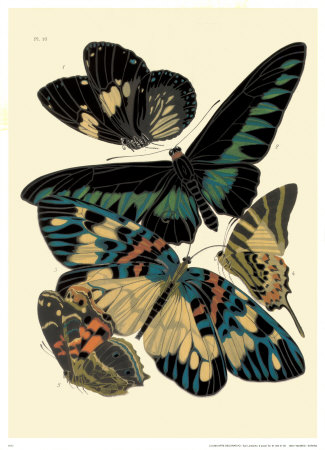 Butterflies I