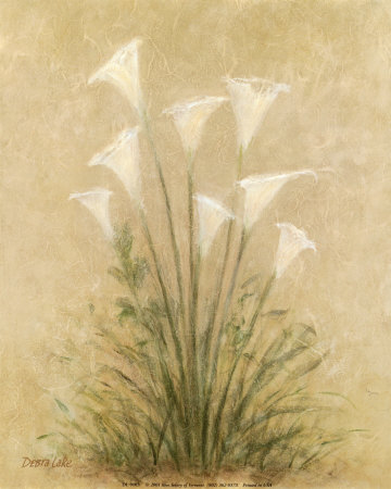 Calla Lilies