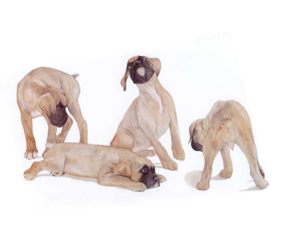 Puppies and Kittens III