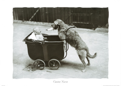 Buy Canine Nurse at AllPosters.com