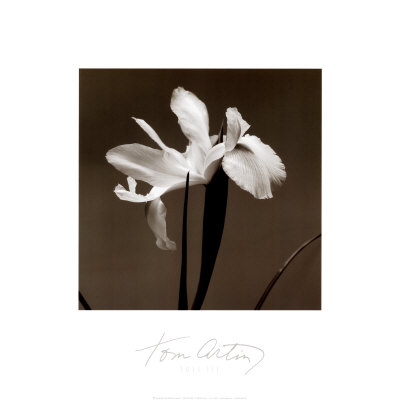 Iris III