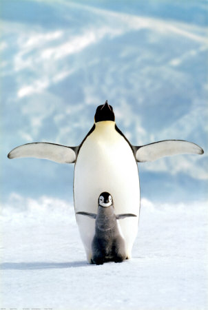 Penguin and Chick