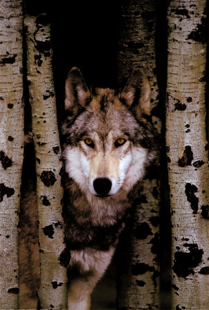 Gray Wolf