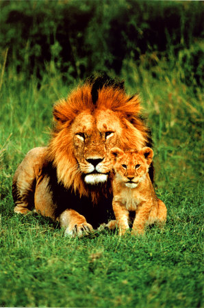 Buy Lion and Baby at AllPosters.com
