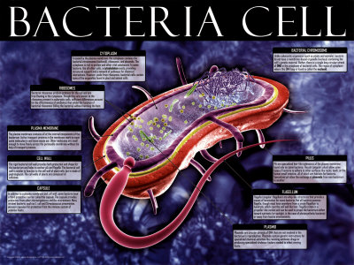 Bacteria Cell