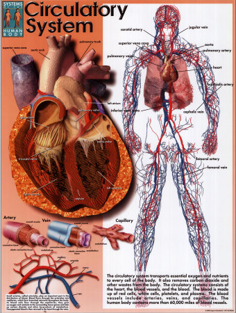 Circulatory System