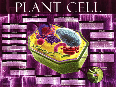 Plant Cell