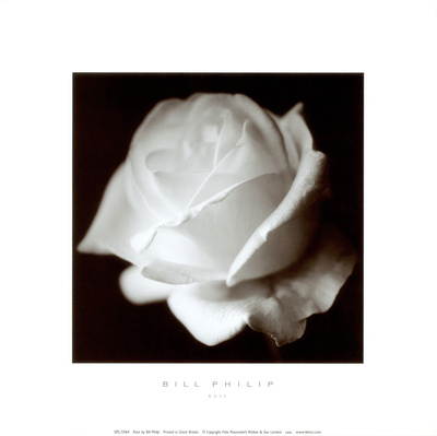 Buy Rose at AllPosters.com