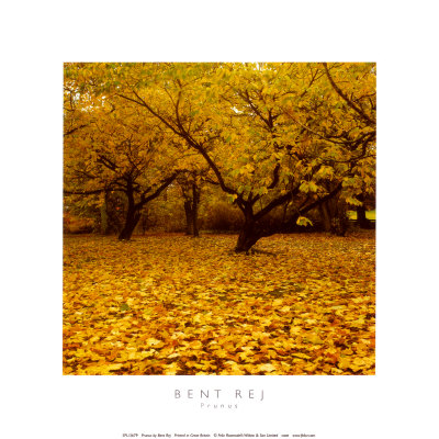 Prunus
