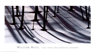 Buy Pine Trees and Morning Shadows at AllPosters.com