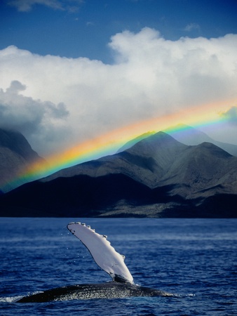 Buy Rainbow over Breaching Humpback Whale at AllPosters.com