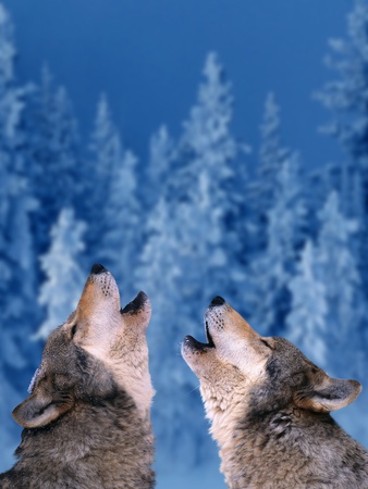 Pair of Howling Gray Wolves