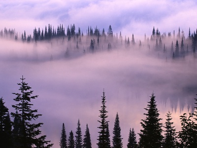 Fog Lifting over Trees