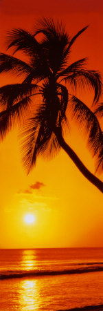 Strand Sonnenuntergang Palmen sdatec.com