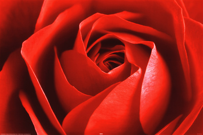 Red Rose