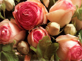 Buy Roses Pierre de Ronsard at AllPosters.com