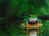 Zen Frog