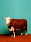 Buy Cow at AllPosters.com
