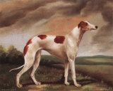 Brown and White Whippit