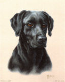 Labrador