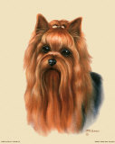 Buy Yorkshire Terrier at AllPosters.com