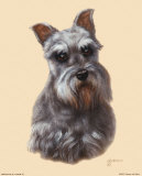 Schnauzer