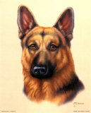 German Shepherd