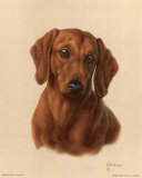 Miniature Dachshund